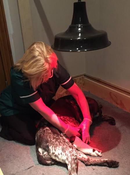 24 hours whelping service, mobile dog labor services staffordshire shropshire west midlands