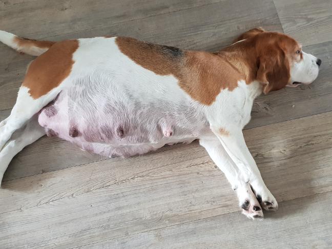 dog pregnancy, in whelp bitch, newbord puppies, bitch in labour,