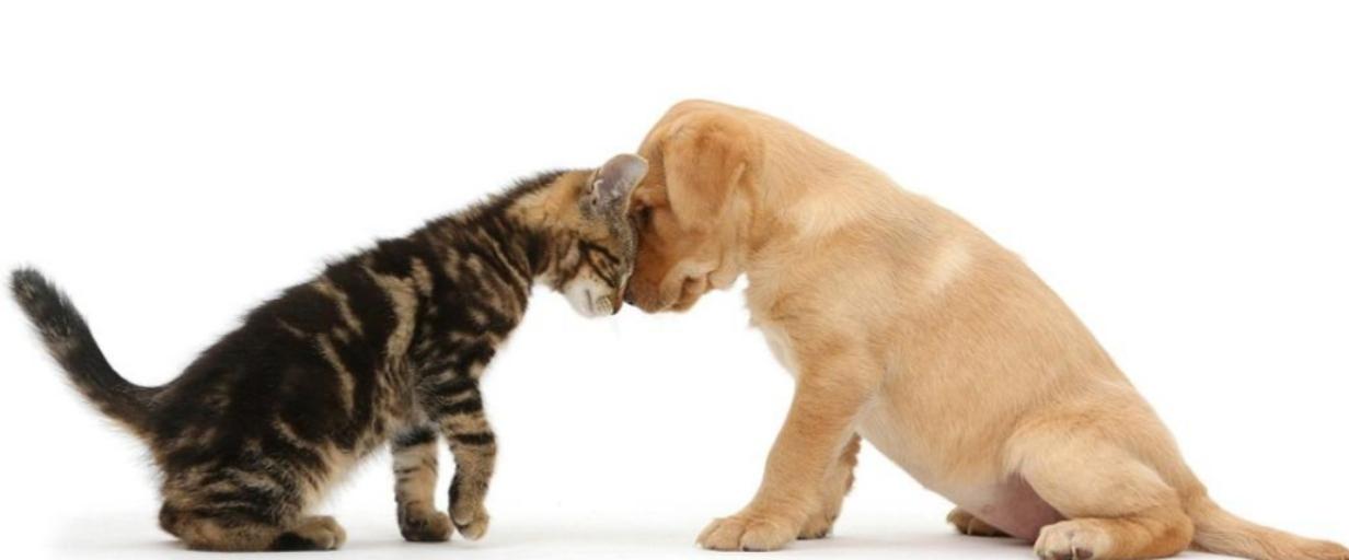 alterative medicine for dogs, dog natural vitamins, dog breeding, herbs for dogs, homeopathic remedy for dogs