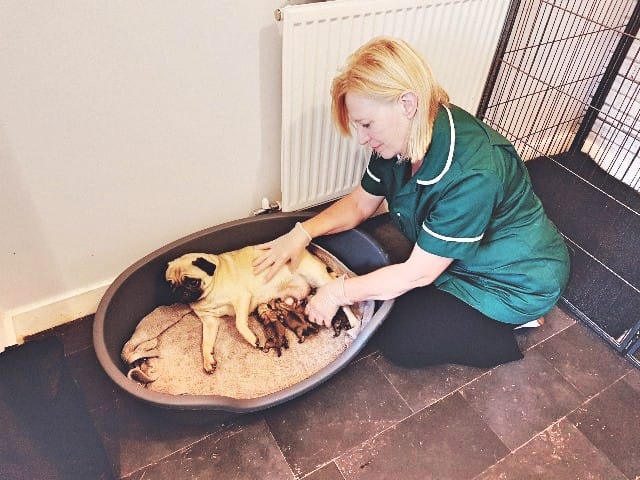 mobile dog services cannock, dog pregnancy, new born puppies, whelping puppies cannock