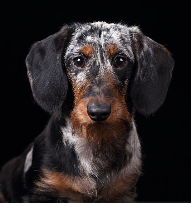 scanning my dog, my dog is pregnant,ultrasound pregnancy scanning dogs in cannock, walsall, wolverhampton, birmingham, tamworth, telford stafford rugeley lichfield