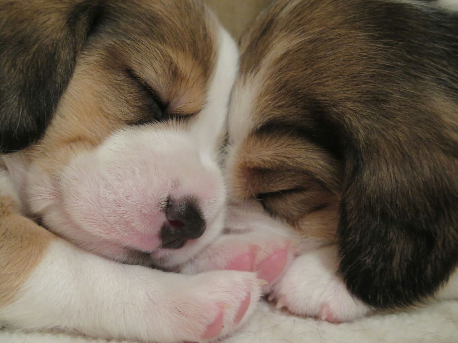 dog-giving birth-afterbirth-midwifery services