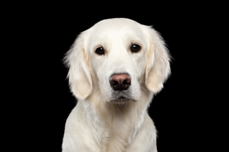 dog breeding, fertility, dog season, phantom pregnancy, pyometra, labour difficulty, retained afterbirth, reabsorption, mastitis, eclampsia