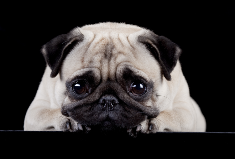 Dog Fleas, flea treatment, flea infestation, ticks on dogs,