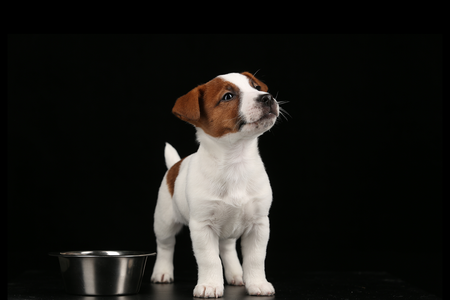 puppy food, raw puppy diet, natural puppy diet,weaning puppies, healthy puppy diet