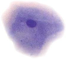 dog breeding, precise time to mate a bitch, we travel to you west midlands