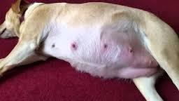 pegnant bitch, dog pregnant with puppies, whelping service, mobile midwifery service, post whelping scan