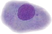 mobile dog cytology testing covering staffordshire, birmingham