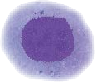 dog ovulation testing, we travel to you,