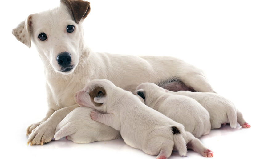 dog mobile midwifery, staffordshire cheshire, shropshire, birmingham, west midlands,dog services, puppies, pregnancy, birth